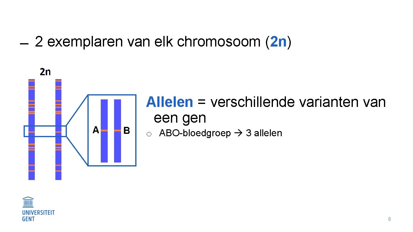  2 exemplaren van elk chromosoom (2 n) Allelen = verschillende varianten van een