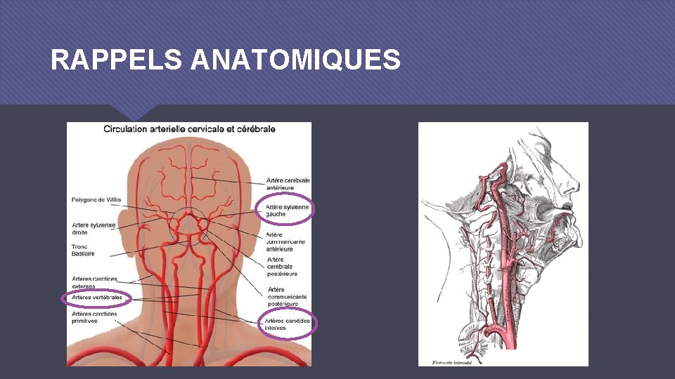 RAPPELS ANATOMIQUES 