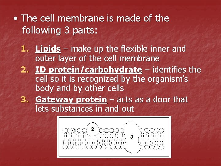  • The cell membrane is made of the following 3 parts: 1. Lipids