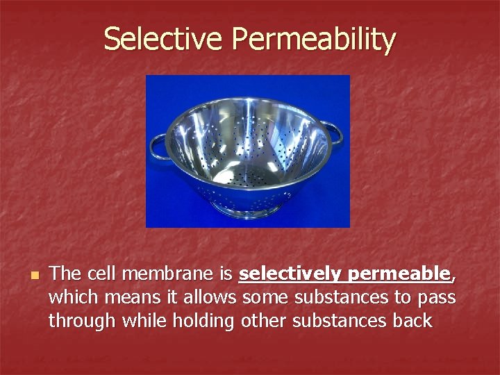 Selective Permeability n The cell membrane is selectively permeable, which means it allows some