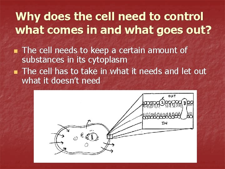 Why does the cell need to control what comes in and what goes out?