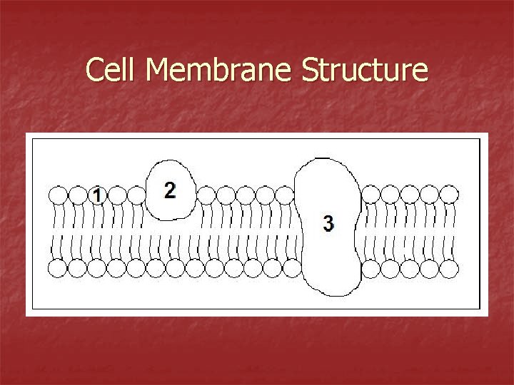 Cell Membrane Structure 