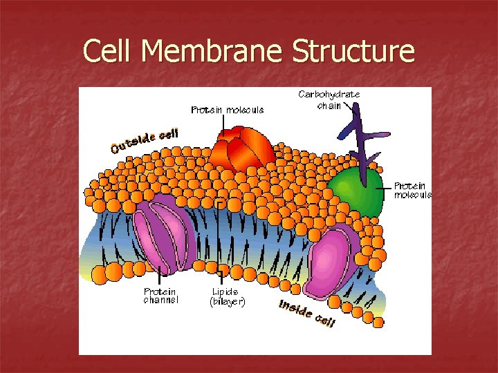 Cell Membrane Structure 