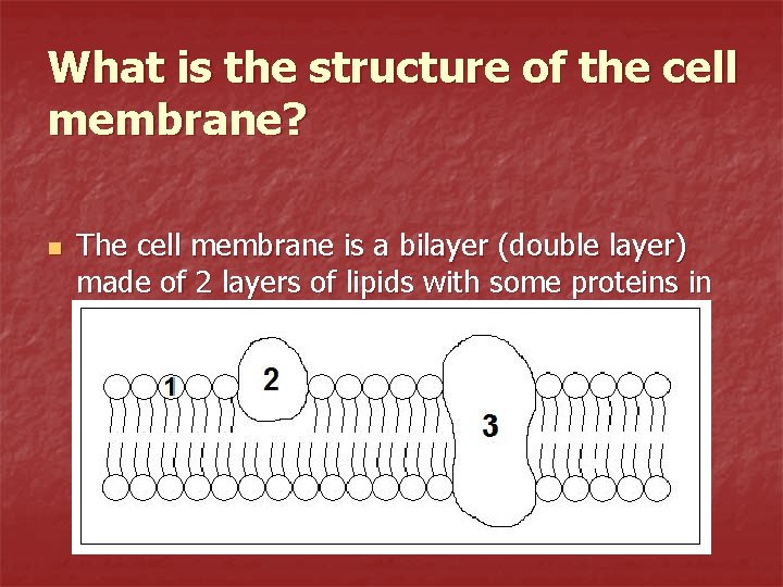 What is the structure of the cell membrane? n The cell membrane is a