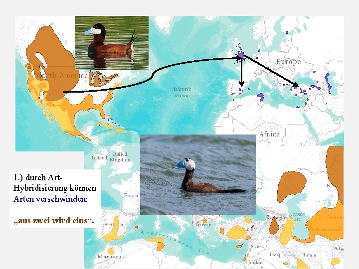 1. ) durch Art. Hybridisierung können Arten verschwinden: „aus zwei wird eins“. 