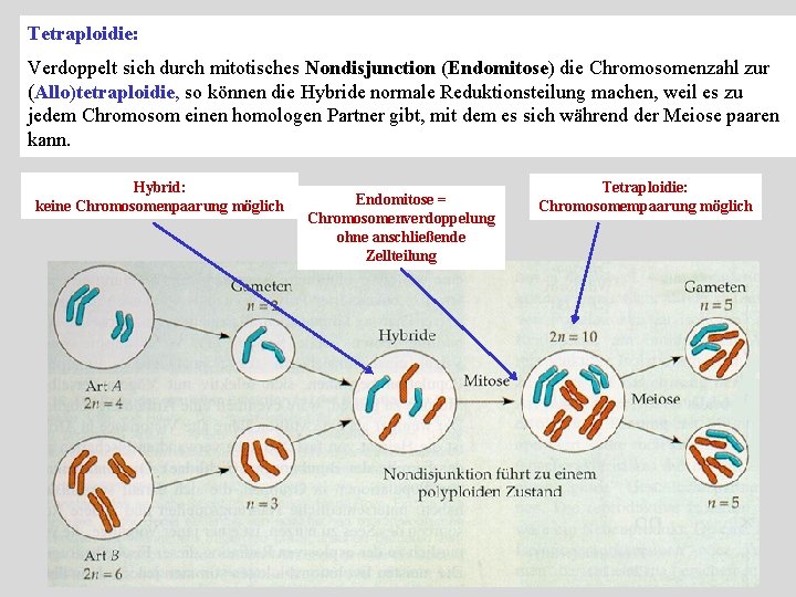 Tetraploidie: Verdoppelt sich durch mitotisches Nondisjunction (Endomitose) die Chromosomenzahl zur (Allo)tetraploidie, so können die