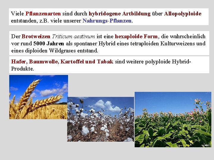 Viele Pflanzenarten sind durch hybridogene Artbildung über Allopolyploide entstanden, z. B. viele unserer Nahrungs-Pflanzen.