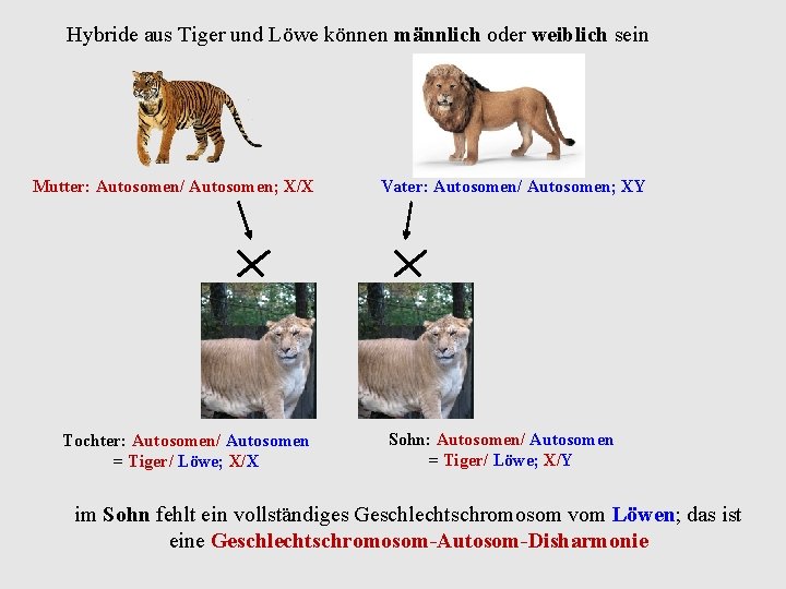 Hybride aus Tiger und Löwe können männlich oder weiblich sein Mutter: Autosomen/ Autosomen; X/X