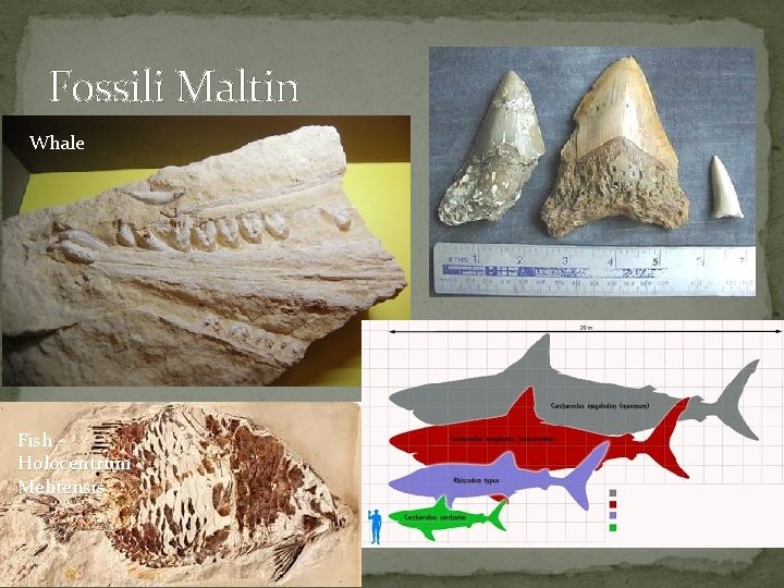 Fossili Maltin Whale Fish – Holocentrum Melitensis 