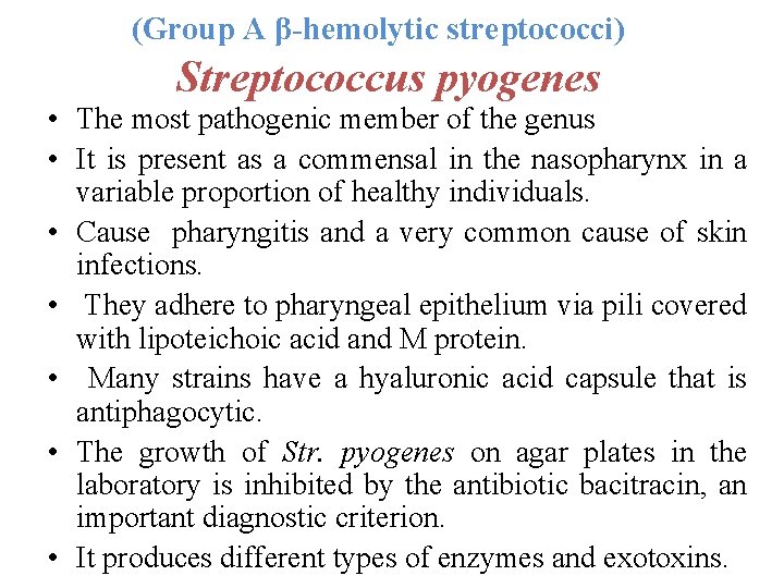 (Group A β-hemolytic streptococci) Streptococcus pyogenes • The most pathogenic member of the genus