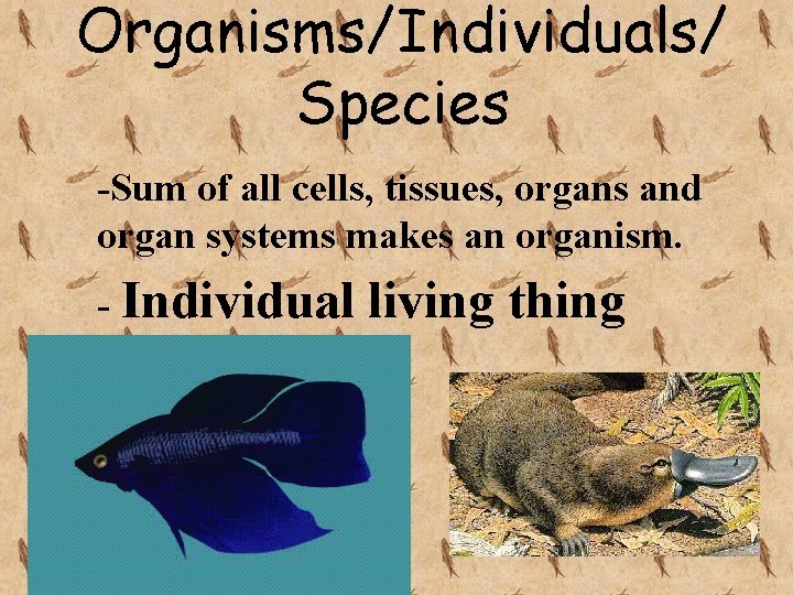 Organisms/Individuals/ Species -Sum of all cells, tissues, organs and organ systems makes an organism.