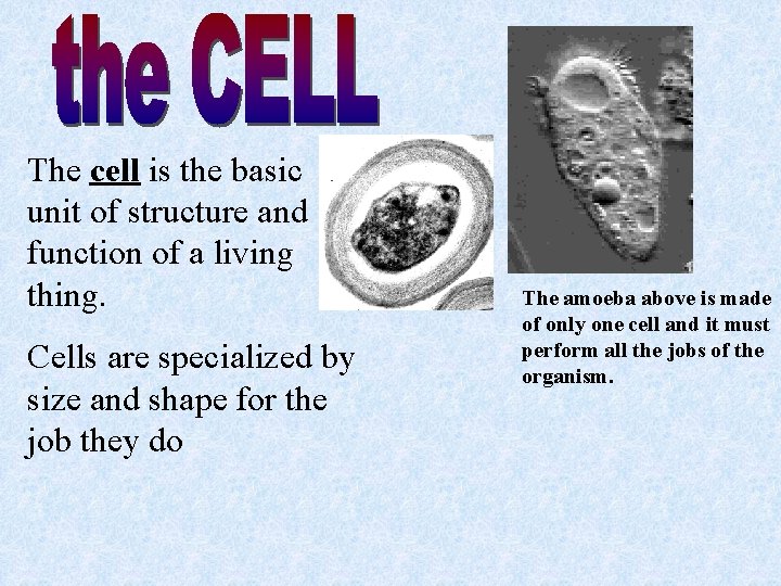 The cell is the basic unit of structure and function of a living thing.