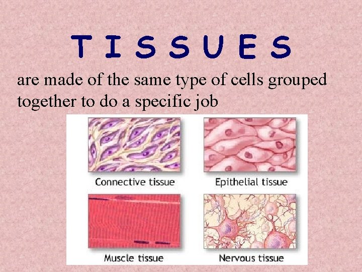 T I S S U E S are made of the same type of