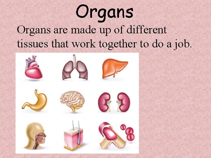 Organs are made up of different tissues that work together to do a job.