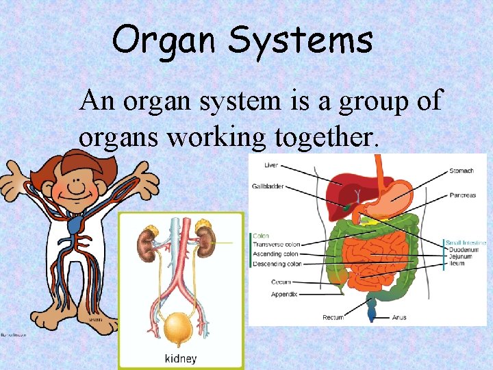 Organ Systems An organ system is a group of organs working together. 