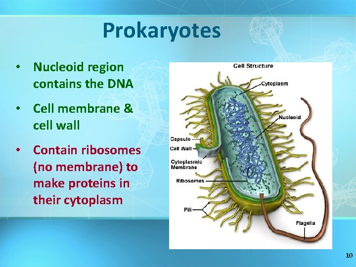 Prokaryotes • Nucleoid region contains the DNA • Cell membrane & cell wall •