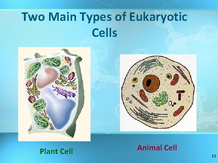 Two Main Types of Eukaryotic Cells Plant Cell Animal Cell 12 