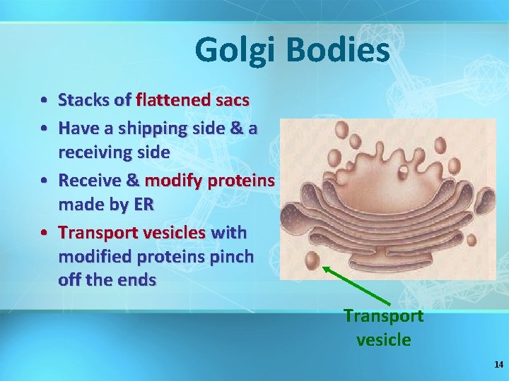 Golgi Bodies • Stacks of flattened sacs • Have a shipping side & a