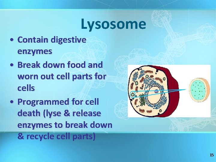 Lysosome • Contain digestive enzymes • Break down food and worn out cell parts