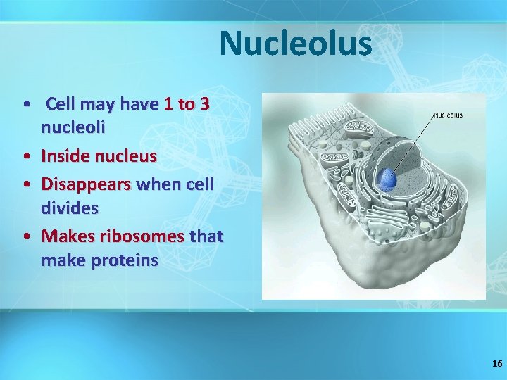 Nucleolus • Cell may have 1 to 3 nucleoli • Inside nucleus • Disappears