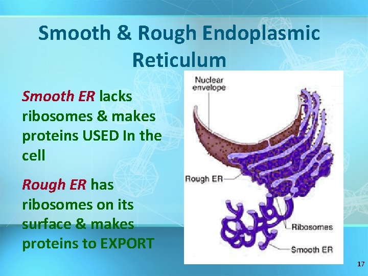 Smooth & Rough Endoplasmic Reticulum Smooth ER lacks ribosomes & makes proteins USED In