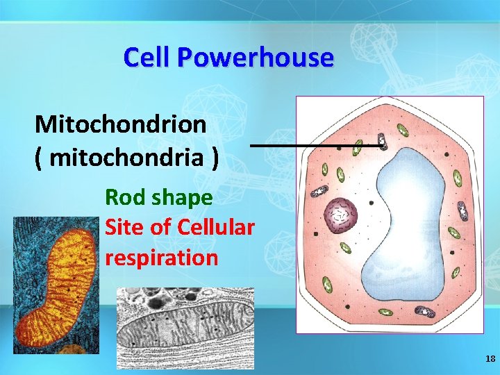 Cell Powerhouse Mitochondrion ( mitochondria ) Rod shape Site of Cellular respiration 18 