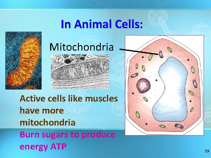 In Animal Cells: Mitochondria Active cells like muscles have more mitochondria Burn sugars to