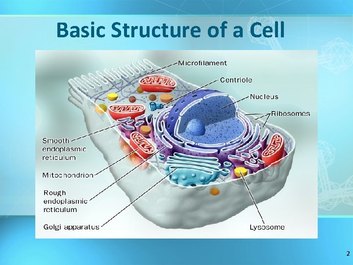 Basic Structure of a Cell 2 