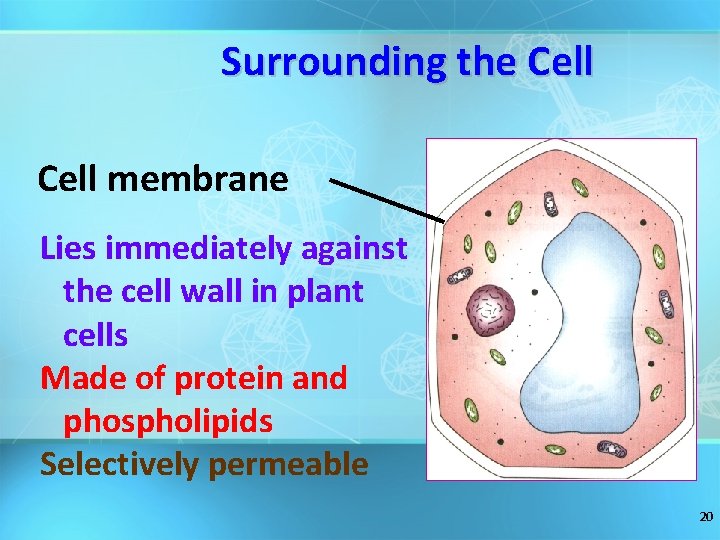 Surrounding the Cell membrane Lies immediately against the cell wall in plant cells Made