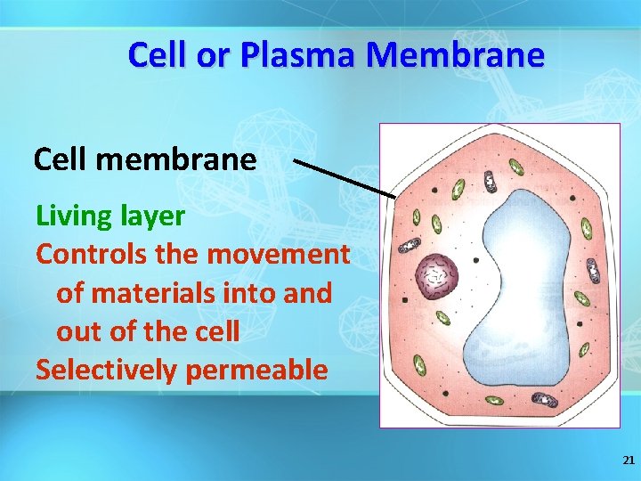 Cell or Plasma Membrane Cell membrane Living layer Controls the movement of materials into