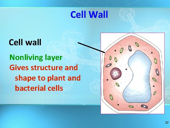 Cell Wall Cell wall Nonliving layer Gives structure and shape to plant and bacterial