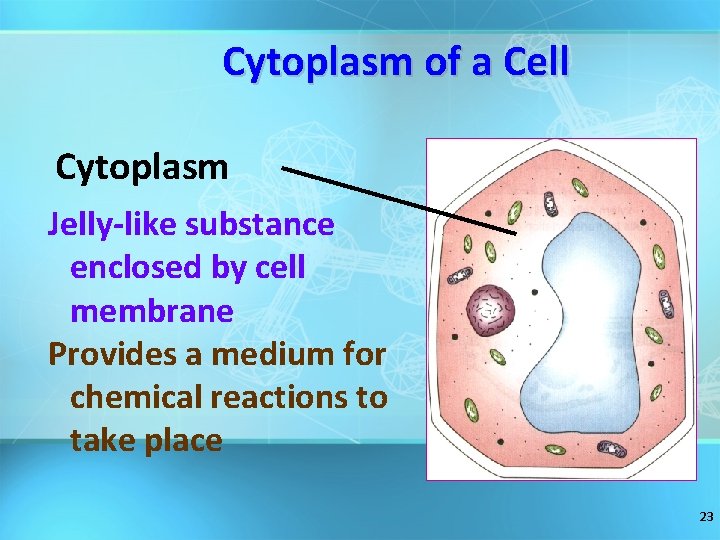 Cytoplasm of a Cell Cytoplasm Jelly-like substance enclosed by cell membrane Provides a medium
