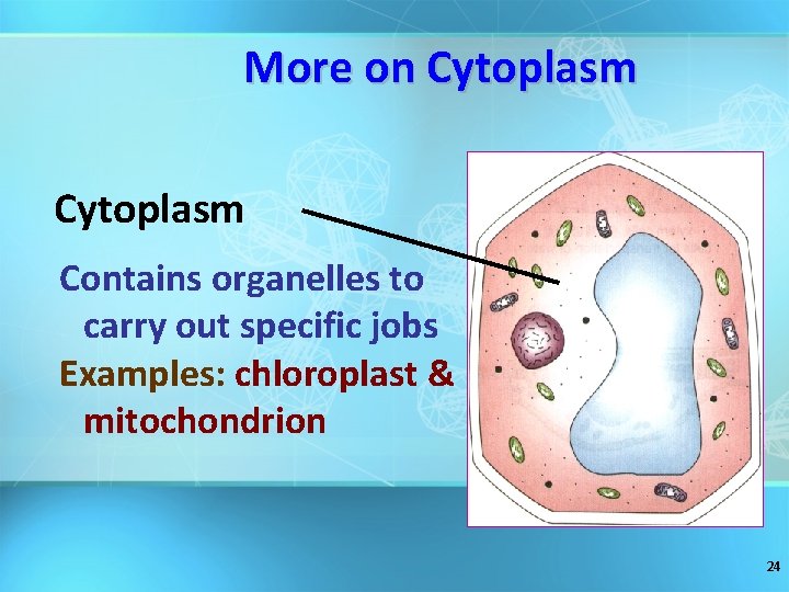 More on Cytoplasm Contains organelles to carry out specific jobs Examples: chloroplast & mitochondrion
