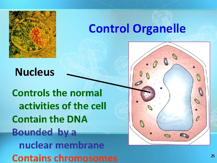 Control Organelle Nucleus Controls the normal activities of the cell Contain the DNA Bounded
