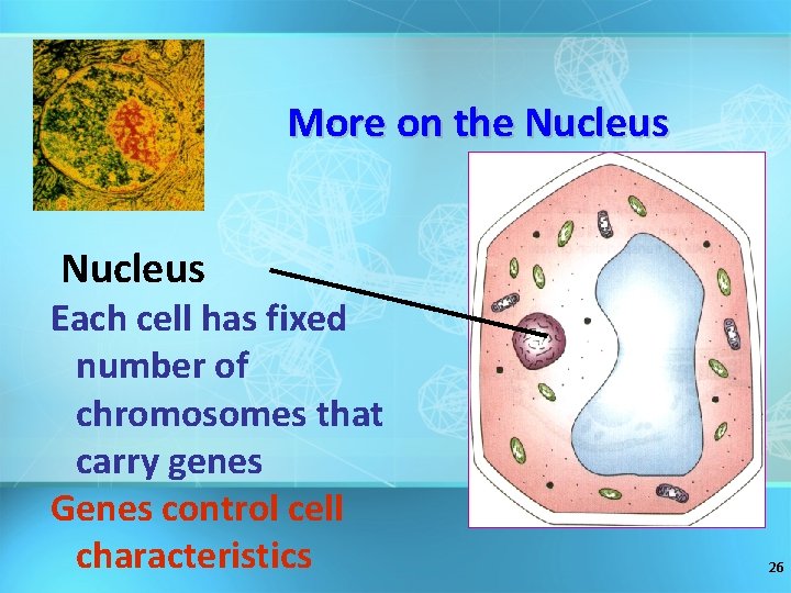 More on the Nucleus Each cell has fixed number of chromosomes that carry genes