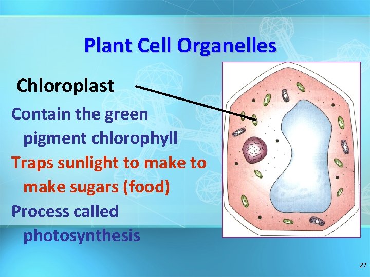 Plant Cell Organelles Chloroplast Contain the green pigment chlorophyll Traps sunlight to make sugars