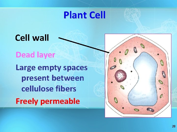 Plant Cell wall Dead layer Large empty spaces present between cellulose fibers Freely permeable