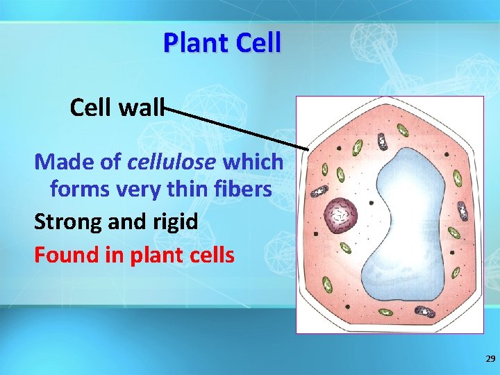 Plant Cell wall Made of cellulose which forms very thin fibers Strong and rigid