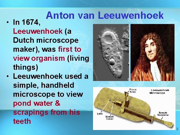 Anton van Leeuwenhoek • In 1674, Leeuwenhoek (a Dutch microscope maker), was first to