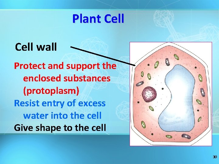 Plant Cell wall Protect and support the enclosed substances (protoplasm) Resist entry of excess
