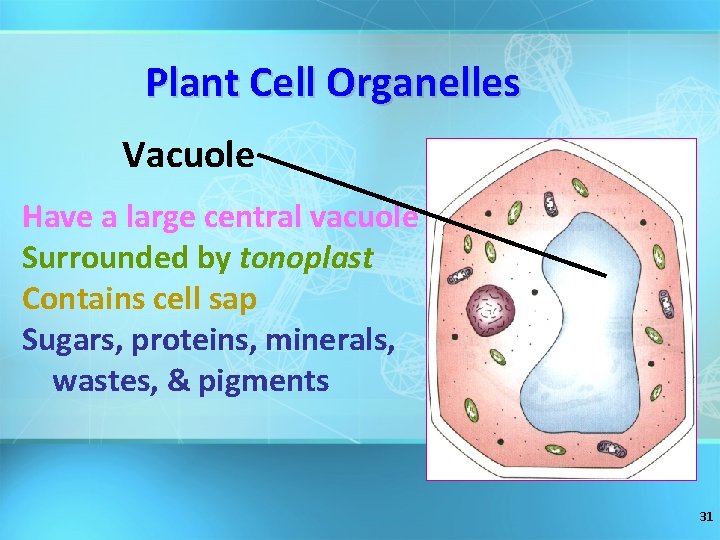Plant Cell Organelles Vacuole Have a large central vacuole Surrounded by tonoplast Contains cell