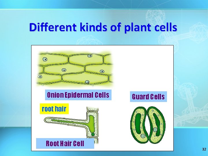 Different kinds of plant cells Onion Epidermal Cells Guard Cells root hair Root Hair