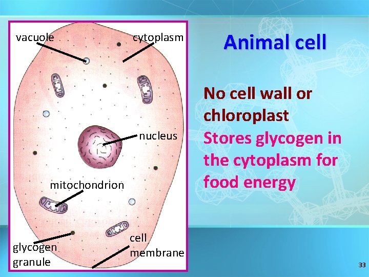vacuole cytoplasm Animal cell nucleus No cell wall or chloroplast Stores glycogen in the