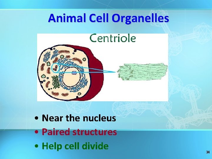 Animal Cell Organelles • Near the nucleus • Paired structures • Help cell divide