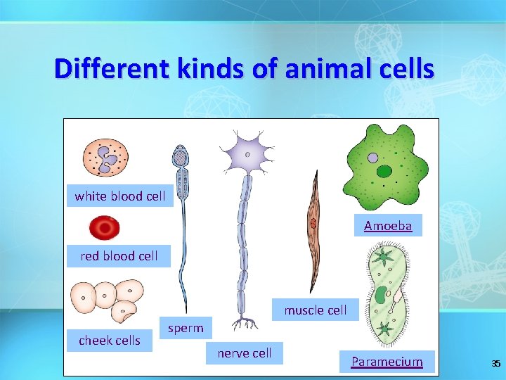 Different kinds of animal cells white blood cell Amoeba red blood cell muscle cell