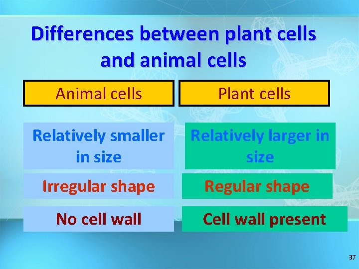 Differences between plant cells and animal cells Animal cells Plant cells Relatively smaller in