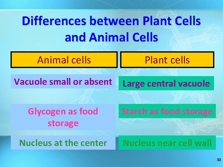 Differences between Plant Cells and Animal Cells Animal cells Plant cells Vacuole small or