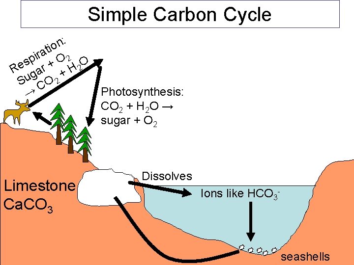 Simple Carbon Cycle : n o ti a r pi + O 2 O