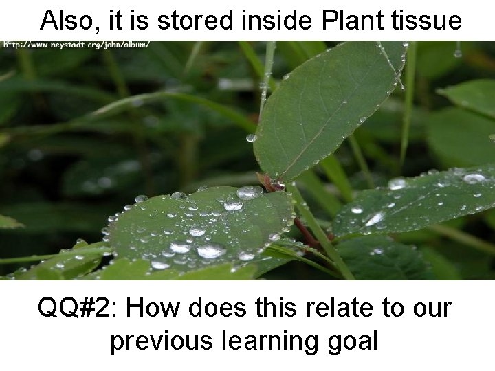 Also, it is stored inside Plant tissue QQ#2: How does this relate to our