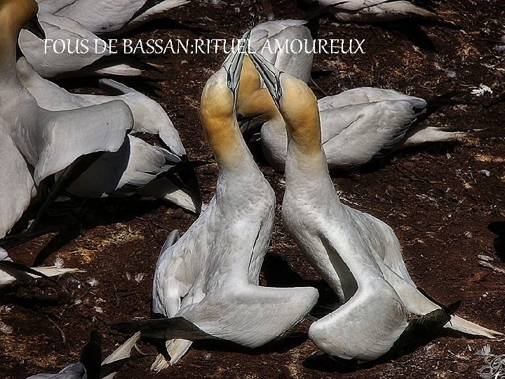 FOUS DE BASSAN: RITUEL AMOUREUX 